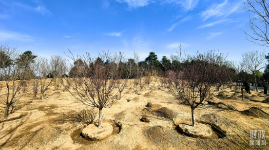 参加首都义务植树活动，习近平为何强调这三个关键词？